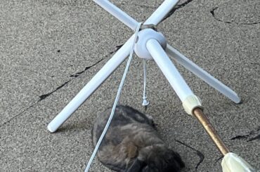 Various noodle modes of Ms. Bean