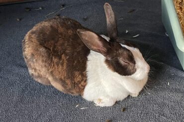 Recharging in the sun.