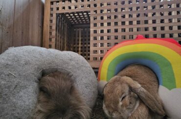 So I found out that bunnies love neck pillows