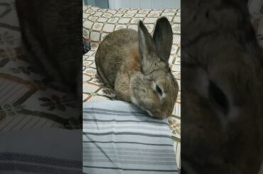 Bunny khargosh video #khargosh #shorts #bunnys #shortvideo #shortfeed