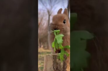 Cute Bunny Eating Coriander Leaves # Asmr # Satisfying Eating Sounds # YouTube # Shorts