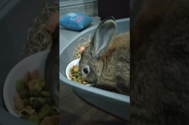 cute bunny video #shorts #trendingshorts #short #bunnys