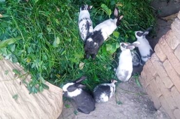 Rabbits Eating Food | Cute Mother Rabbit | Funny and Cute Baby Bunny Rabbits Video