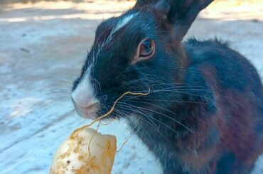 Cute rabbit || black rabbits in my farm