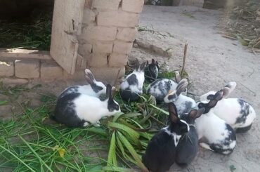 Funny Khargosh | Cute Baby Rabbit | Cute Khargosh | Bunny Rabbit Videos for Toddlers | Bunny Rabbits