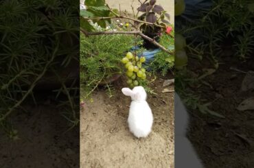 cute baby #rabbitbaby #rabbit #cuterabbit #newbornbaby #rabbitrabbit #cutepet #puppy #bunny