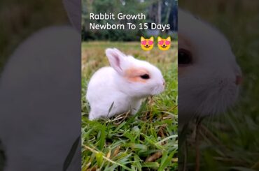 Baby rabbits grow Up day by day #animals #cute