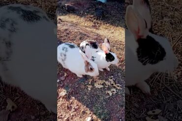 Cute Bunny|| #viral  #viralshort  #ytshort  #cutebunny  #viralvideo  #bunny  #cute  #rabbit  #baby