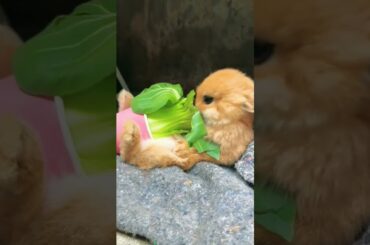 RABBIT, OMG Animals SOO Cute! AWW Cute baby animals, CUTEST moment of the Animal Planet  #629GDM4