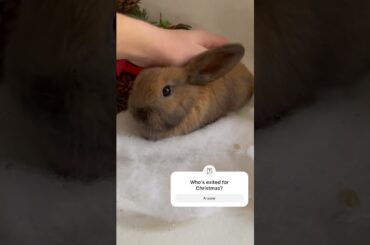Cute baby bunny!