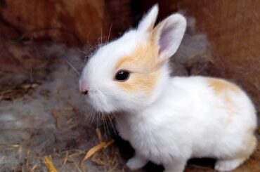 Just look at this cute baby BUNNY