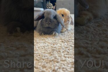 I am NOT your bunny #shorts