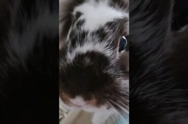 Whatcha doin Mommy? Cute bunny close up #bunny #cute #rabbit #freeroamrabbit