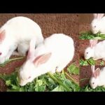 Cute bunny eating Grass | Cute rabbit