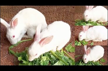 Cute bunny eating Grass | Cute rabbit