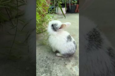 Adorable baby bunny #rabbit  #cutebunny #pets #shorts #trending
