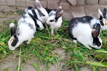 Cute Rabbit reels | Funny Bunny Short Video | Rabbits Whatsapp Video 2024 | Rabbits New Video 2024