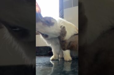 Cute baby rabbit #shorts