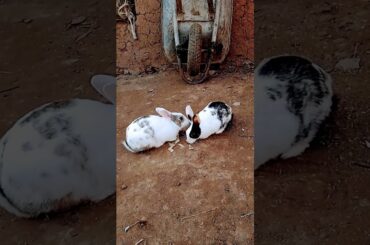 Beautiful Bunny|| #viral  #viralshort  #ytshort  #cutebunny  #viralvideo  #shortvideo #uniquebunny