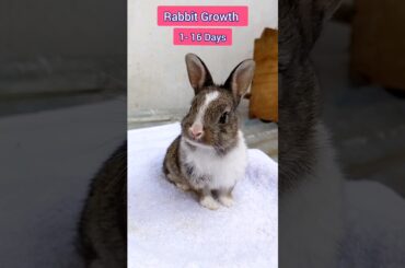 Rabbit Baby Growth Day By Day #shorts