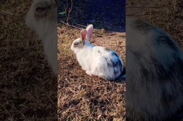 Cute  Bunny|| #viral  #viralshort  #ytshort  #viralvideo  #shortvideo  #cutebunny  #rabbit  #bunny