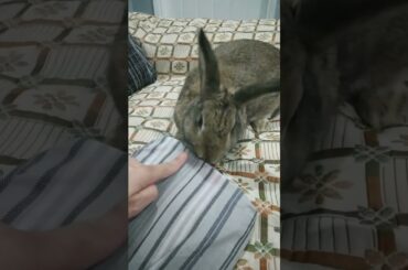 BUNNY cute bunny #happynewyear2024 #shortsvideo #khargosh #shorts #short #bunnys