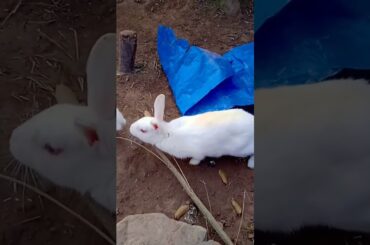 Cute Bunny|| #viral  #viralshort  #ytshort  #viralvideo  #cutebunny  #rabbit  #cute  #bunny