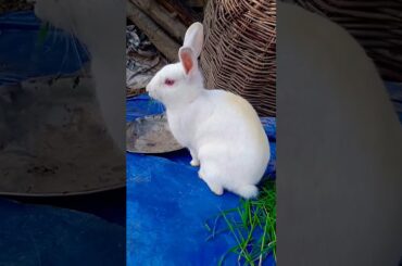 Cute Bunny|| #viral  #ytshort  #viralshort  #viralvideo  #shortvideo  #cutebunny  #cute  #bunny