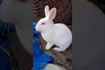 Cute Bunny|| #viral  #viralshort  #ytshort  #viralvideo  #shortvideo  #cutebunny  #rabbit  #bunny