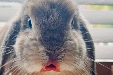 Cute bunny rabbit eating strawberries
