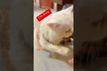 Cute Bunny #cats #cat #catvideos #catlover #ytshorts #catshorts #cute #cutecats #kitten #cats
