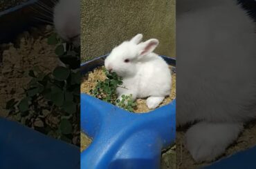 #viral#cutebaby#bunny#youtubeshorts#shortvideo#trending#rabbit#trendingshorts#pets