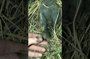 Baby Bunny Rescue!