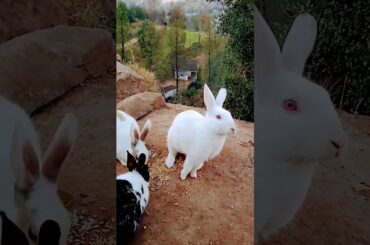 Cute Bunny|| #viral  #viralshort  #shortvideo  #viralvideo  #cutebunny  #bunny  #cute  #ytshort