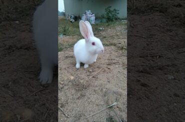 #viral#video#trending#shortvideo#shorts#cutebaby#bunny#rabbit#trendingshorts#pets#subscribe#skvlogs#
