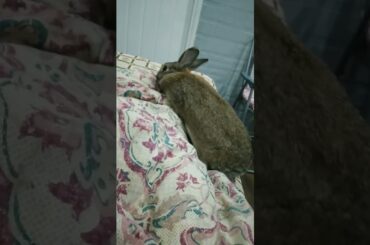 Cute bunny khargosh #shortrvideo #rabbit #shorts #pets #bunnys