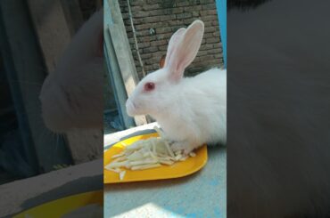 Look at the baby rabbit eating beautifully, friends, his name is Milkibar #cute #rabbit