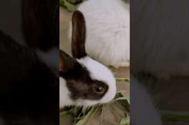 #subscribe #cute #baby #trending #shortfeed #shorts #youtubeshort #rabbit #bunny #shortsviral