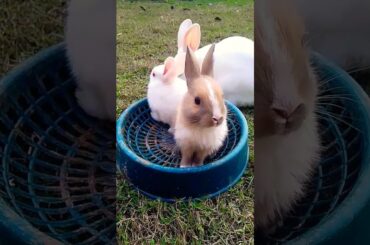 Cute little baby bunnies #rabbit #bunny #shorts