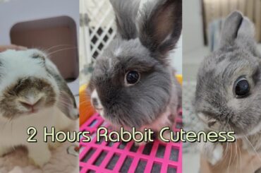 Funny and Cute Bunny Rabbits | 2 Hours Compilation Bunny Rabbit Videos
