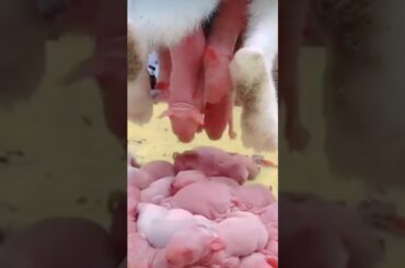 cute baby rabbits #rabbit#funny#shorts#video