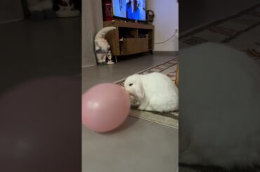 Cute Bunny Plays With Balloon || ViralHog