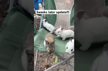 My cute baby bunnies #rabbit #animals #bunny