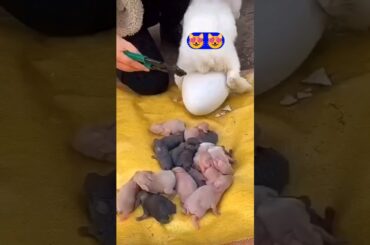 Rabbit Growth - Baby Bunnies Grow Up Day By Day