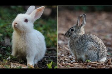 baby rabbit - cute and funny rabbit video || cute baby rabbit || animal_Toon||