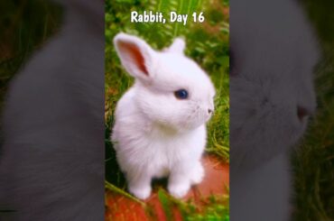 Rabbit growth - Baby bunny rabbit growing up