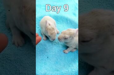 Rabbit Baby Growth Day By Day #rabbits #cute #shorts