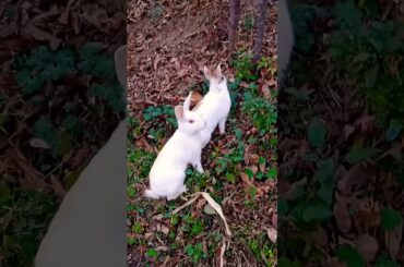 Cute Bunny|| #viral  #ytshort  #viralshort  #viralvideo   #shortvideo  #bunny  #trendingshorts