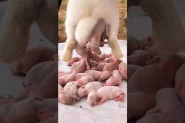 Rabbit Baby | Baby rabbits grow Up #pets #cute