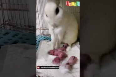 Mumma Rabbit Giving Birth - 4 Bunnies #shorts #short #rabbitbirth